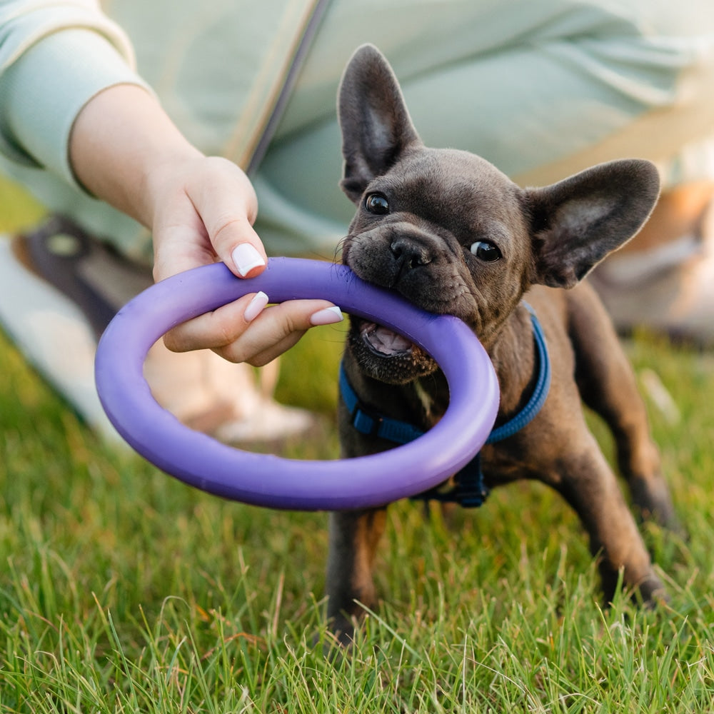 Hundens Anti-Bit Träningsring ø9 cm av gummi - ass. färger