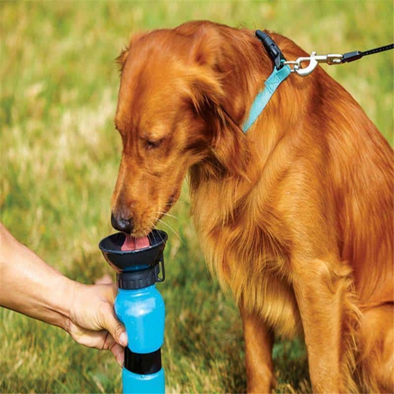 Aqua Dog Drickflaska till hundar